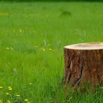 warum-man-baumstuempfe-nicht-im-boden-lassen-sollte-4-moeglichkeiten.webp.webp