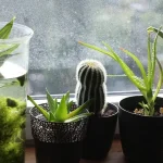 nicht-nur-dekoration-7-zimmerpflanzen-die-schimmel-in-schach-halten.webp.webp