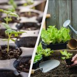 7 Dinge, die man im Febr auf der Parzelle tun