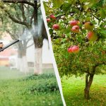 Apfelbäume werden nie wieder von Blattläusen befallen: eine wirksame Zwei-Zutaten-Lösung