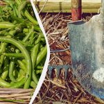 Bohnen geerntet - Zeit zum Pflanzen: die besten Pflanzen für