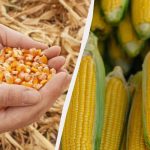 Der beste Zeitraum für die Aussaat von Mais im Jahr