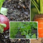 Der Gemüsegarten im September: Was man säen sollte, um den ganzen Winter über Gemüse zu genießen Der Gemüsegarten im September: Was man säen sollte, um den