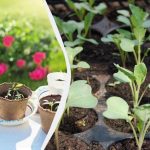 Dreimal mehr Ertrag: Wie man Setzlinge mit Phytolampen beleuchtet