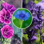Ein lebendiger Garten ohne Sorgen: Welche Blumen säen, wachsen und blühen von selbst? Ein lebendiger Garten ohne Sorgen: Welche Blumen säen, wachsen und