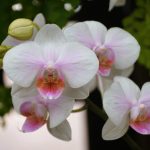 Es ist einfacher als Sie denken, Ihre Orchidee wieder zum