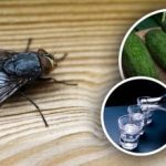 Fliegen verschwinden im Handumdrehen: die besten natürlichen Heilmittel gegen Insekten