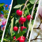 Gärtner haben 8 Bäume genannt, die im Herbst nicht beschnitten werden sollten Gärtner haben 8 Bäume genannt, die im Herbst nicht beschnitten