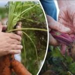 Günstige Tage: Wann man Möhren und Rote Bete nach dem Mondkalender 2025 ausgraben sollte Günstige Tage: Wann man Möhren und Rote Bete nach dem