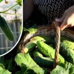 Gurkensträucher erwachen zum Leben: ein Pfennigmittel zur Verlängerung der Fruchtbildung