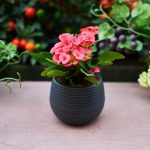 Ich gebe einen Tropfen in den Topf, und die Blume