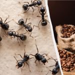 Insekten vergessen den Weg in Ihre Wohnung: ein bewährtes Mittel