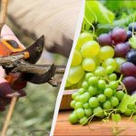Kluge Gärtner beginnen bereits mit dem Beschneiden der Trauben: Es