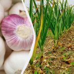 Knoblauch liebt diesen Dünger: Was man im Herbst auf die