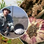 Knoblauch wächst wie Hefe: Wie man die Betten im Herbst