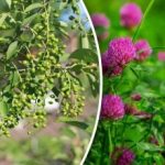 Man braucht keinen Wetterbericht: Welche Pflanzen Regen vorhersagen