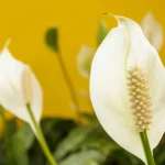 pflege-fuer-spathiphyllum-was-man-im-februar-auf-keinen-fall.webp.webp