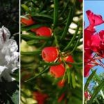 Schön, aber tödlich giftig: Welche Pflanzen man besser nicht auf der Baustelle anpflanzt Schön, aber tödlich giftig: Welche Pflanzen man besser nicht auf