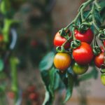 Setzlinge von unbestimmten Tomaten. Nuancen der Aussaat hochwüchsiger Tomaten setzlinge-von-unbestimmten-tomaten-nuancen-der-aussaat-hochwuechsiger-tomaten.jpg