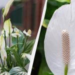 Spathiphyllum blüht jahrelang, wenn man es im Herbst nicht an