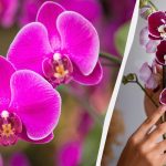 Umtopfen einer Orchidee in einen neuen Topf: nützliche Tipps Umtopfen einer Orchidee in einen neuen Topf: nützliche Tipps