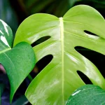 vergilbung-der-monstera-was-ihr-fehlt-diagnose-der-blaetter.webp.webp
