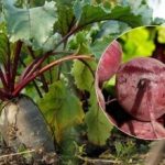 Wann die Rote Bete 2025 geerntet werden sollte: Zwei Anzeichen für reifes Gemüse werden genannt Wann die Rote Bete 2025 geerntet werden sollte: Zwei Anzeichen