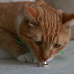 Warum eine Katze auf "psicarious" reagiert: akustische Auslöser und Geräuschjagd warum-eine-katze-auf-psicarious-reagiert-akustische-ausloeser-und-geraeuschjagd.jpg