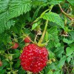 warum-himbeeren-in-feuchten-sommern-bluehen-wie-der-richtige-schnitt.jpg