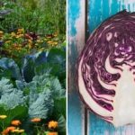 Warum Kohl im Beet verwelkt: Es liegt an den Nachbarn