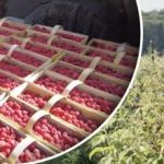 Was ist 2026 profitabler als Blaubeeren: Ratschläge von Landwirten