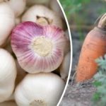 Was man neben den Knoblauch pflanzt: die besten Nachbarn für