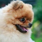 Was passiert, wenn Ihr Hund Sie ständig leckt: Liebessprache oder Notfalldiagnose? was-passiert-wenn-ihr-hund-sie-staendig-leckt-liebessprache-oder.jpg