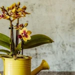 wie-man-eine-orchidee-nach-der-bluete-pflegt-gaertner-verraten.webp.webp