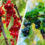 Wie man Johannisbeeren im Herbst richtig pflanzt, damit die Sträucher im Sommer voller Beeren sind Wie man Johannisbeeren im Herbst richtig pflanzt, damit die Sträucher