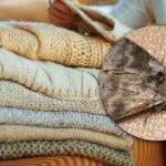 Wie man Motten in Schränken loswird: Mit einer einzigen Pflanze