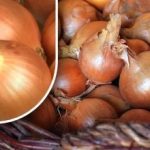 Wie man Zwiebeln konserviert, damit sie nicht vor dem Sommer