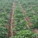 Wie roter Paprika und Seifenlösung Kartoffeln ohne Chemikalien vor dem Kartoffelkäfer retten: eine scharfe Abwehr aus dem Saatbeet wie-roter-paprika-und-seifenloesung-kartoffeln-ohne-chemikalien-vor-dem.jpg