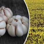 Wo man keinen Winterknoblauch pflanzen sollte: Es ist wichtig, die