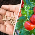 Wo Tomaten wachsen, kann man nicht 7 Pflanzen anbauen: ein